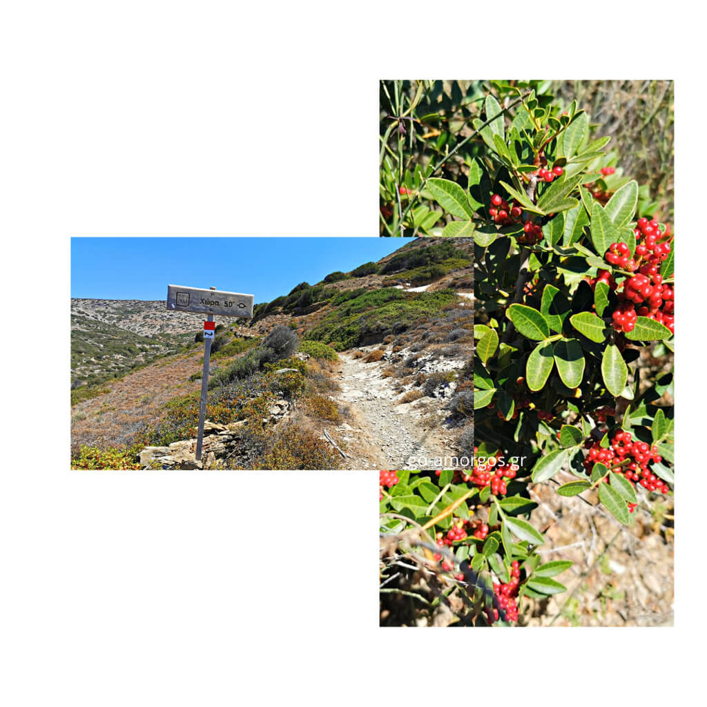 hiking amorgos path chora-katapola 2